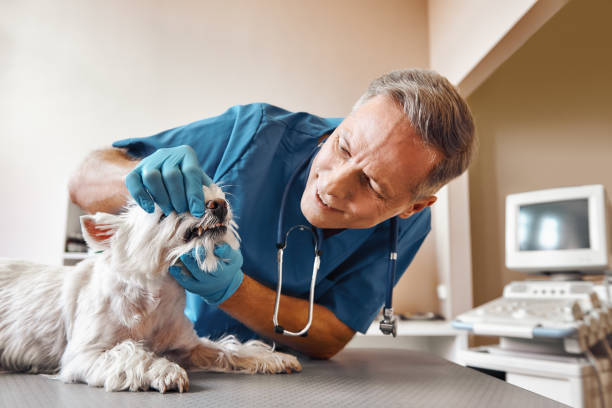 Best After-Hours Emergency Dentist in Woodacre, CA